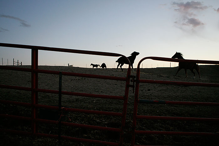 Canon EOS 1D MarkII — ISO 800 @ f/2.8 and 1/500 sec — Horses walk around the enclosure at sunset in Mack, Colorado