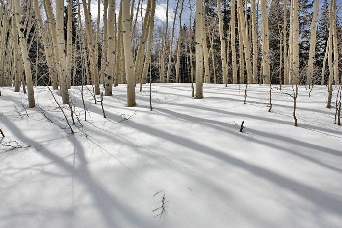 Canon EOS 1D MarkII — 24mm ISO 100 @ f/8 and 1/500 sec — Trees along the snowshoe trail at Mesa Lakes.