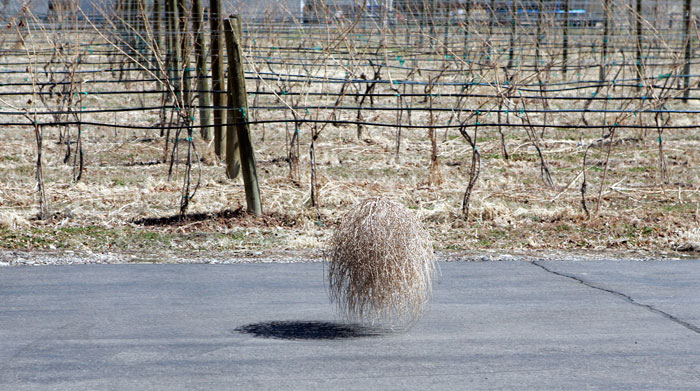 Canon EOS 1D MarkII — 70mm ISO 100 @ f/5.6 and 1/500 sec — My first encounter with a tumbleweed.