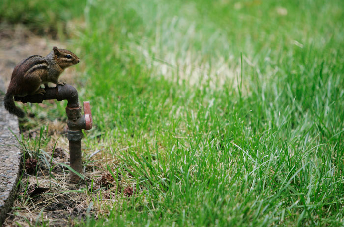 A chipmunk sits on top of a natural gas line in my family's back yard in Louisville, KY. ©2009 Max Gersh