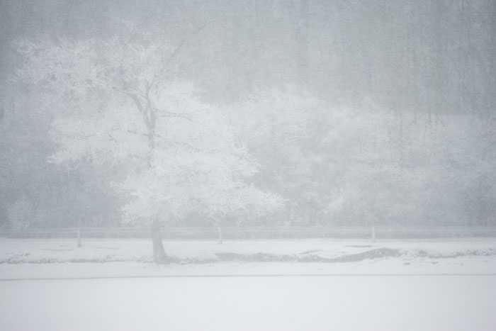 Snow nearly hides a tree from sight in Memorial Park. (C-T photo Max Gersh)