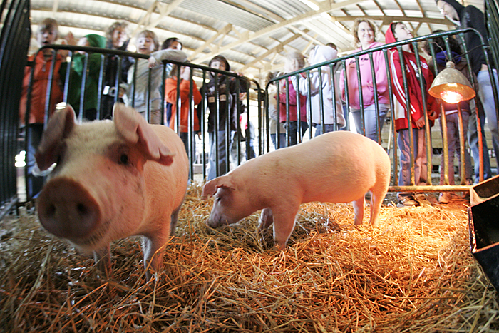 First-grade students from Blue River Valley Elementary School look at a pig display early Friday afternoon on the Trennepohl Farms in Middletown. (C-T photo Max Gersh)
