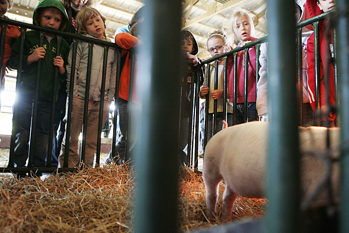 First-grade students from Blue River Valley Elementary School look at a pig display early Friday afternoon on the Trennepohl Farms in Middletown. (C-T photo Max Gersh)