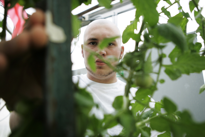 Zach Henderson, junior at Tri High, ties up a tomato plant in Tri's greenhouse Wednesday afternoon during Dan Webb's horticulture class. Henderson says tying up the plants gives them more room to flower out. (C-T photo Max Gersh)