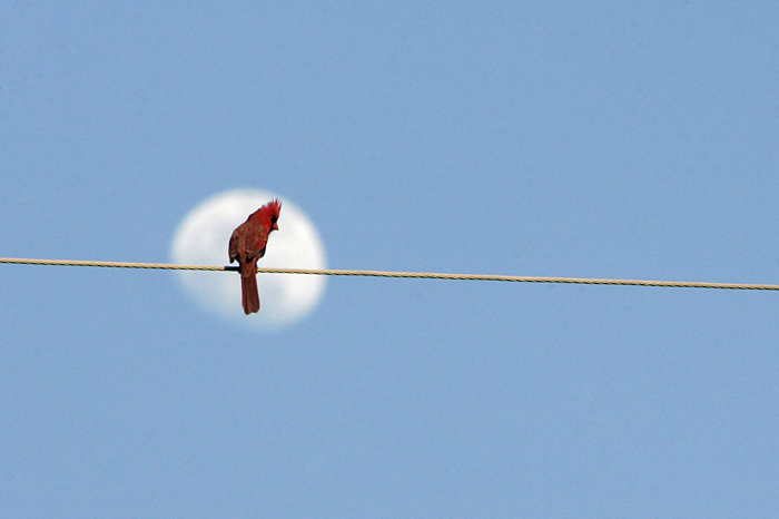 A cardinal sits on a power line outside of a home in Clarksville, TN. ©2011 Max Gersh