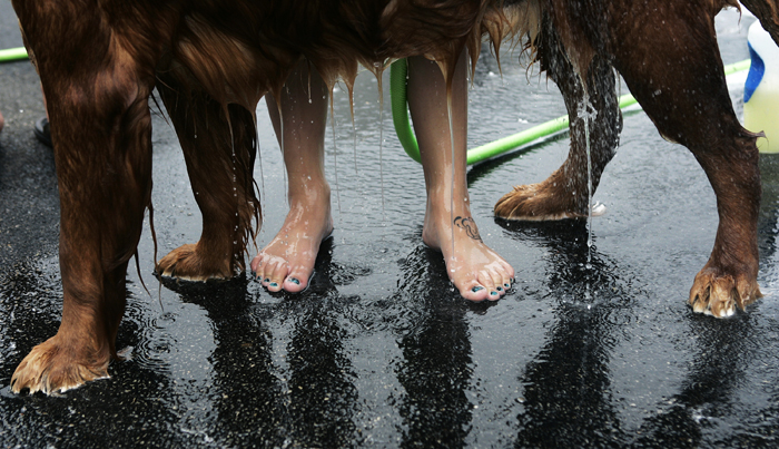 MAX GERSH | ROCKFORD REGISTER STAR Kacy Peters' feet get wet while giving Buddy, an 8-year-old Golden Retriever, a final rinse Saturday, June 4, during a charity dog wash at Lou Bachrodt Auto Mall in Cherry Valley. Proceeds from the event benefit Noah's Ark Animal Sanctuary, PAWS Humane Society and Rockford Career College Vet Tech Program. ©2011