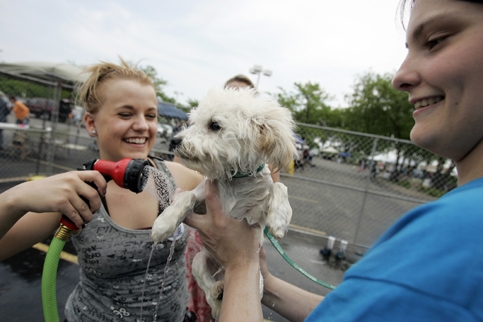 MAX GERSH | ROCKFORD REGISTER STAR Kacy Peters (left) hoses off Beemer, a 4-month-old Bichon mix, while Amanda Witczak holds him Saturday, June 4, during a charity dog wash at Lou Bachrodt Auto Mall in Cherry Valley. Proceeds from the event benefit Noah's Ark Animal Sanctuary, PAWS Humane Society and Rockford Career College Vet Tech Program. ©2011