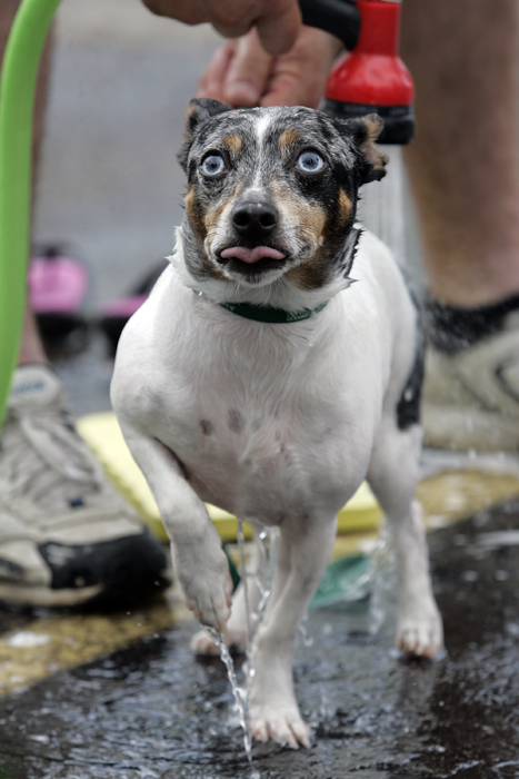 MAX GERSH | ROCKFORD REGISTER STAR Wiley, a 3-year-old Rat Terrier, holds up his leg while being rinsed off Saturday, June 4, during a charity dog wash at Lou Bachrodt Auto Mall in Cherry Valley. Wiley's owner, Jaime King, said "He hates baths and that's the best I've ever seen him behave for a bath." Proceeds from the event benefit Noah's Ark Animal Sanctuary, PAWS Humane Society and Rockford Career College Vet Tech Program. ©2011
