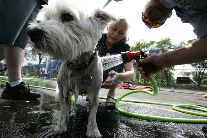 MAX GERSH | ROCKFORD REGISTER STAR Angus, a 13-year-old West Highland White Terrier, stands still while Julie Henry and Ray Fuller rinse him off Saturday, June 4, during a charity dog wash at Lou Bachrodt Auto Mall in Cherry Valley. Proceeds from the event benefit Noah's Ark Animal Sanctuary, PAWS Humane Society and Rockford Career College Vet Tech Program. ©2011