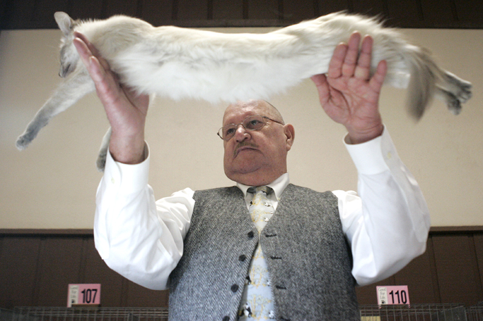 MAX GERSH | ROCKFORD REGISTER STAR All breed judge Ron Summers of Indianapolis, Ind., stretches out Phoenix, a Balinese belonging to Shirley Filipello of Crete, Sunday, Feb. 5, 2012, while judging the adult class during the 56th annual Championship & Household Pet Show at the Forest Hills Lodge in Loves Park. ©2012