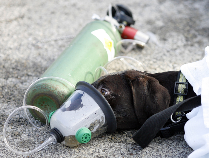 dog breathing through oxygen mask