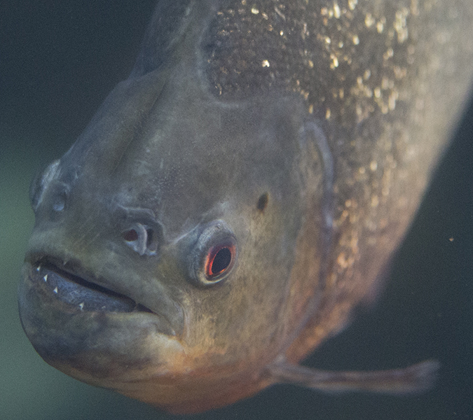 Red-bellied piranha at Shedd Aquarium