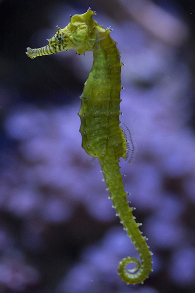 Seahorse at Shedd Aquarium