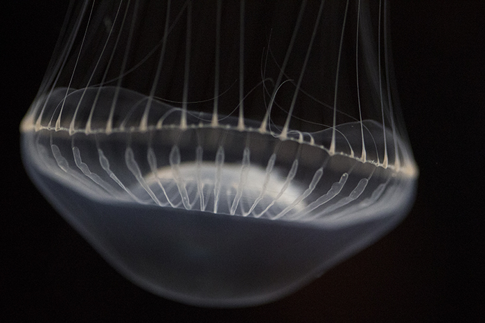 Jellyfish at Shedd Aquarium