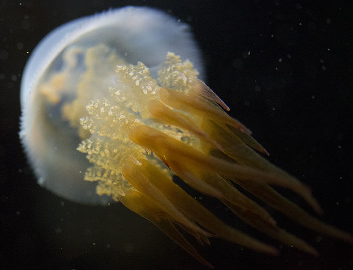 Edible Jellyfish at Shedd Aquarium